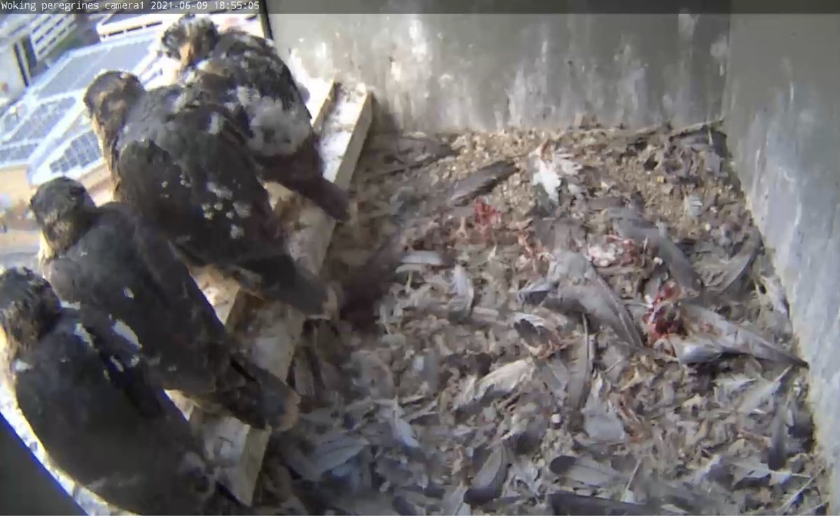 Liath74's tweet photo. Quite the line up! @wokingperegrine https://t.co/rIImLd9Bjw