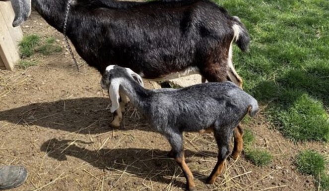 ctenaglianews's tweet image. Still no good news re lil Juniper:
“There are no updates that the City can provide on Juniper as she has yet to be found/returned to Rivderdale Farm. City staff continue to hope for her safe return.” #topoli #Juniper