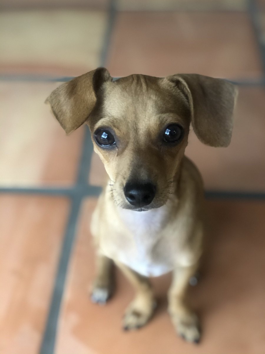 KrittyCabrera's tweet photo. @peacockTV Hi 🐶 https://t.co/nUpAgqnW48