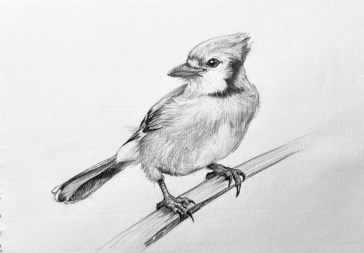 Jou_Chen__'s tweet photo. #冠藍鴉 #bluejay

待在家待到生理時鐘顛倒🙃️ https://t.co/b4eMN9q3jr