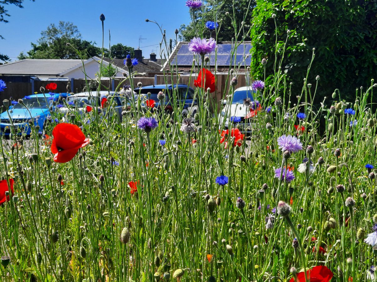 neilfooter007's tweet photo. #bhgestates #broadlandhousing #DoubledaycloseDiss last few days not been the best but the #wildflower was looking good today in diss https://t.co/pnL5Be7IkZ