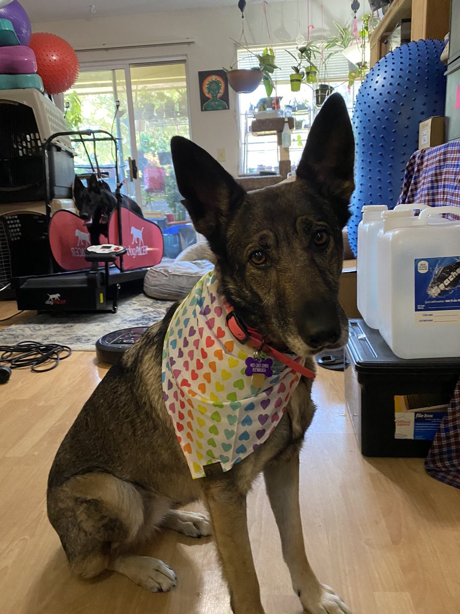 CatsCauseTypos's tweet photo. I know there’s a lot of mixed feelings about the commercialization of pride, but this is the first dog bandana I’ve ever purchased.... i couldn’t resist. ❤️🐕#Pride2021 #dogs #fitpaws #dogpacer #GermanShepherd #RescueDogs https://t.co/0LqrDgJik4