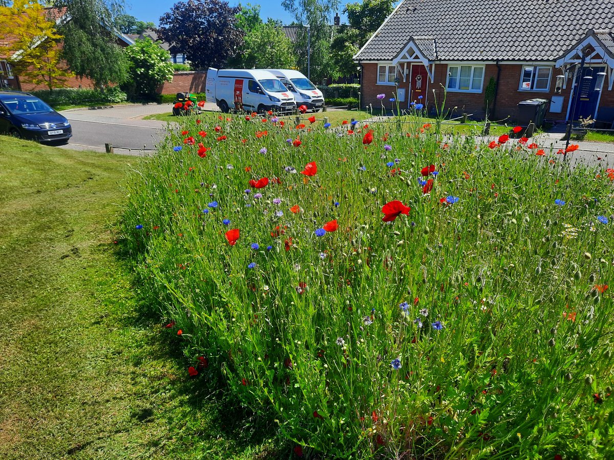 neilfooter007's tweet photo. #bhgestates #broadlandhousing #DoubledaycloseDiss last few days not been the best but the #wildflower was looking good today in diss https://t.co/pnL5Be7IkZ