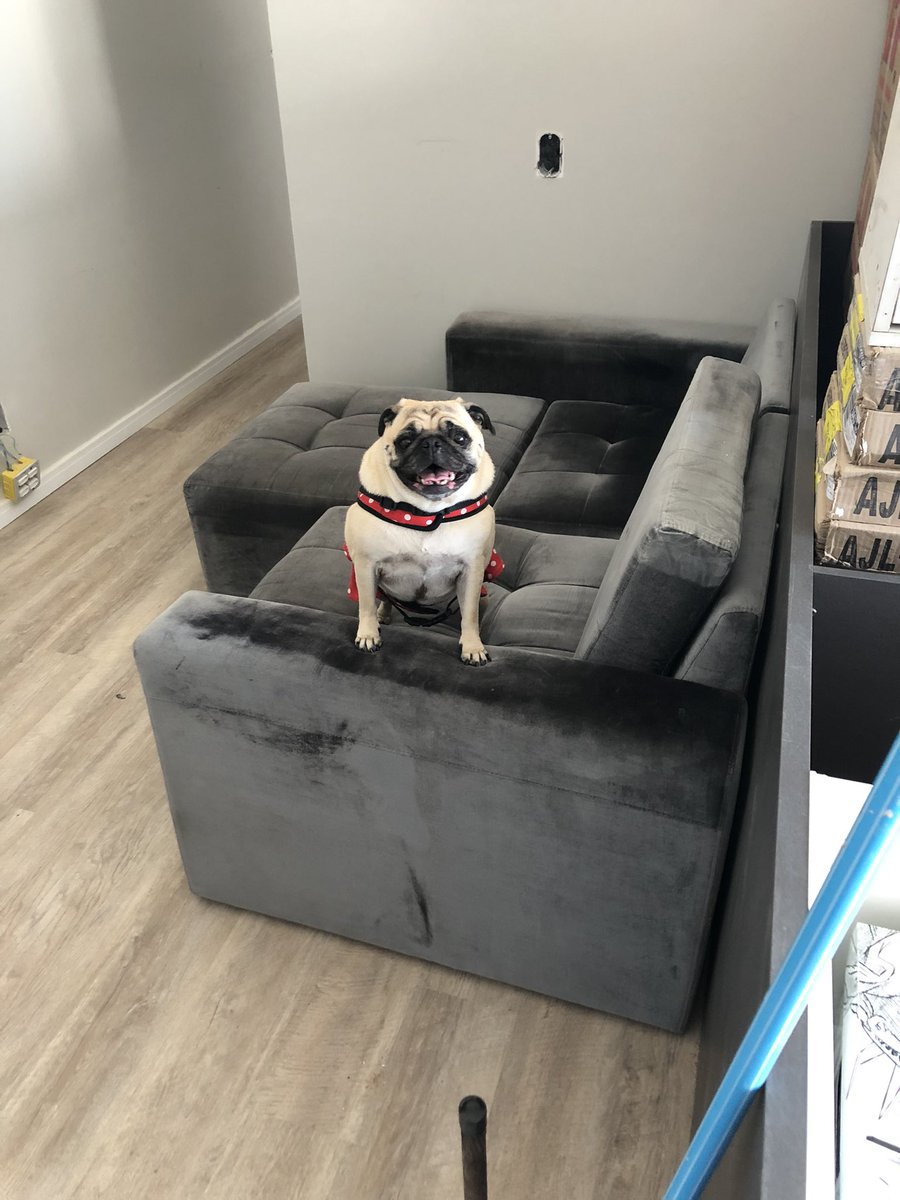 douglasgiz's tweet photo. @blognaointendo Lola! https://t.co/AeQxSgsHZ6