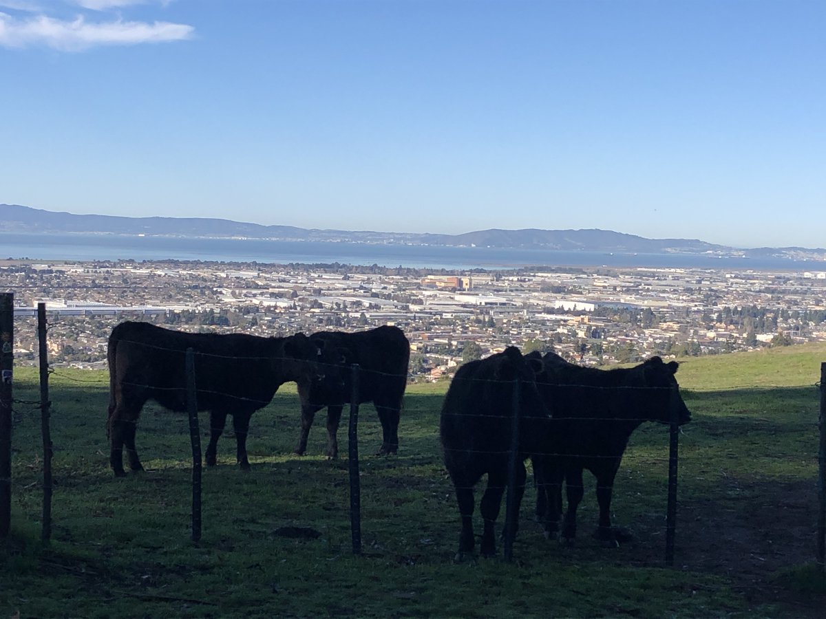 glendagardner22's tweet photo. Hi everyone, my name is Glenda. I live in San Leandro, CA. This photograph is taken from the Fairmont ridge. From this spot the cattle (and hikers) have a terrific view of San Leandro below, Oakland to right and downtown San Francisco across the bay! #INFO246w67 https://t.co/C42Rb1tamN