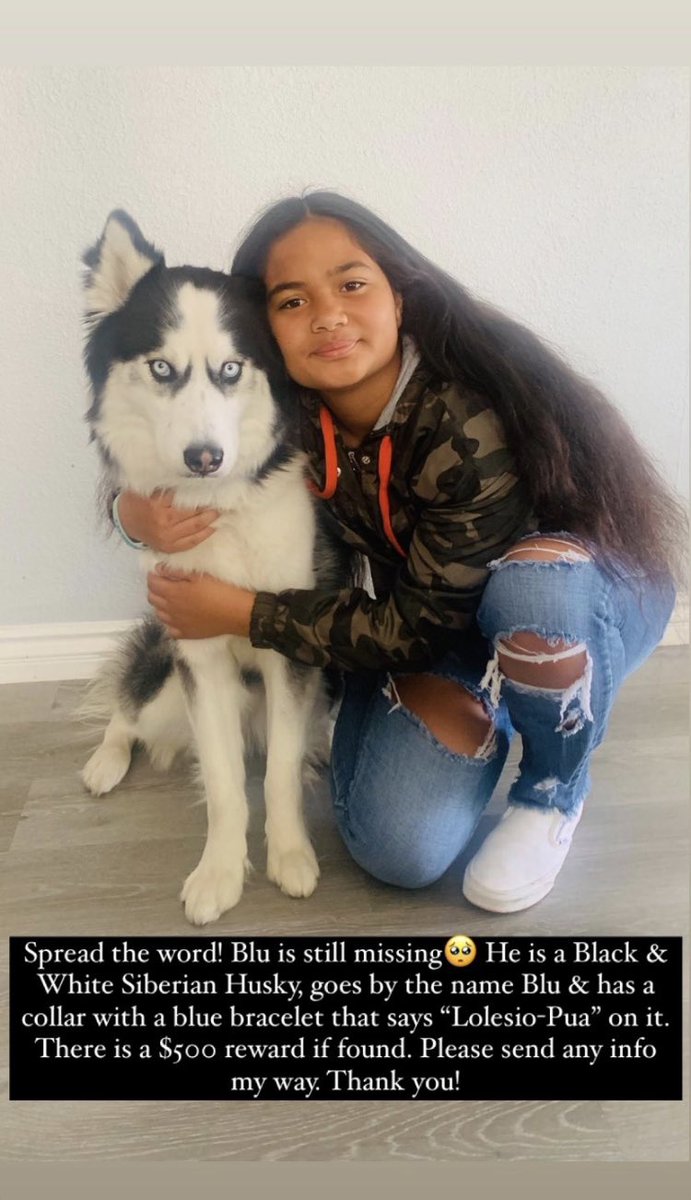 bourtnoaaa's tweet photo. Blu is still missing. He is a Black &amp; White Husky &amp; has a collar with a blue bracelet that says “Lolesio-Pua” on it. There is a $500 reward if found. Please send any info my way. Thank you! Last seen in the Long Beach/ Carson areas. https://t.co/0lnOw4Jbso