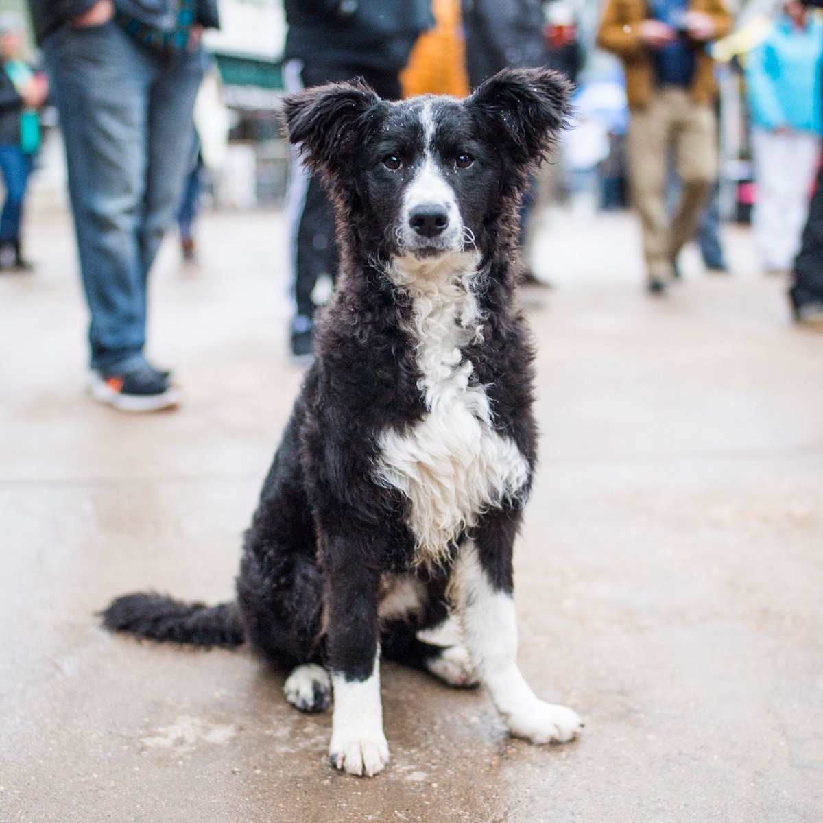 PAWSny's tweet photo. Only 3.5 hours left in our @charitybuzz auction for a photoshoot with @thedogist: https://t.co/nGFo8QOeBM

#pawsny #thedogist #charitybuzz #photography #pets #fundraiser #onlineauction https://t.co/tMuuEpjcjd
