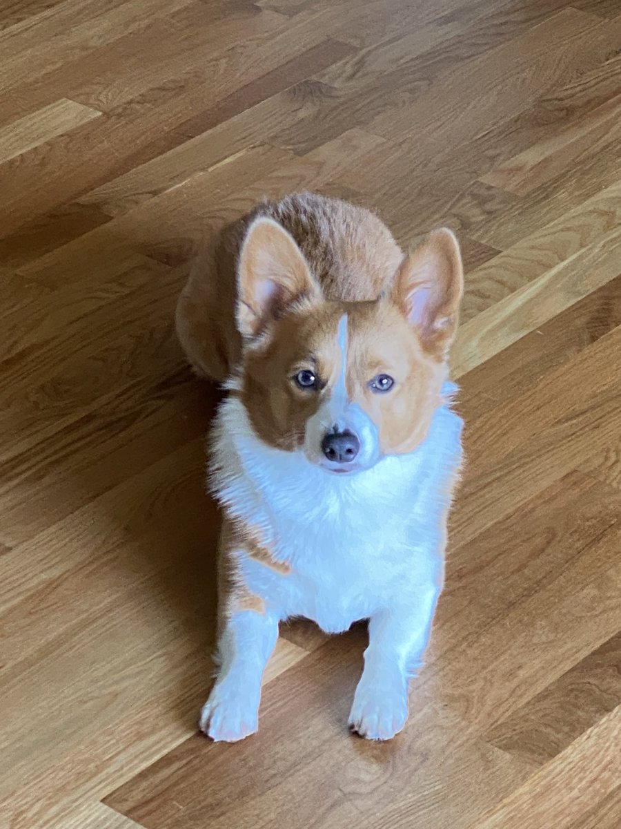 TheRealLexuzi's tweet photo. Action shots of #cornbreadthecorgidog https://t.co/9STZlaa8Fk