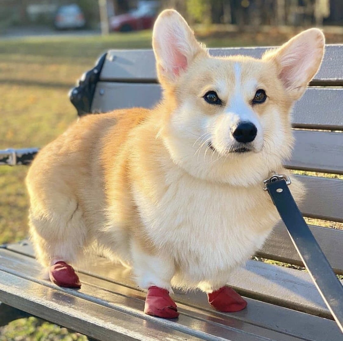 PAVGOD's tweet photo. he protec, he likes to loot, how else do you think he got these ᵇᵒᵒᵗˢ https://t.co/MPLcD6vxyQ