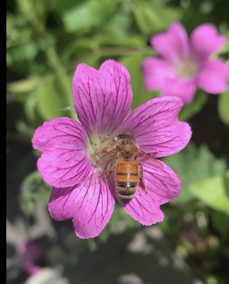 beepresenthoney's tweet photo. Love watching my girls work! 
#pollinator #pollinators #beekeeper #nectar #beekeepersofinstagram #michigan #puremichigan # bph #beepresenthoney #workerbee #🐝 #bees #bee #honeybee #honeybees #pink #pinkflower # 🌸 #pollination #geranium #geraniums https://t.co/OfZFwF6J75