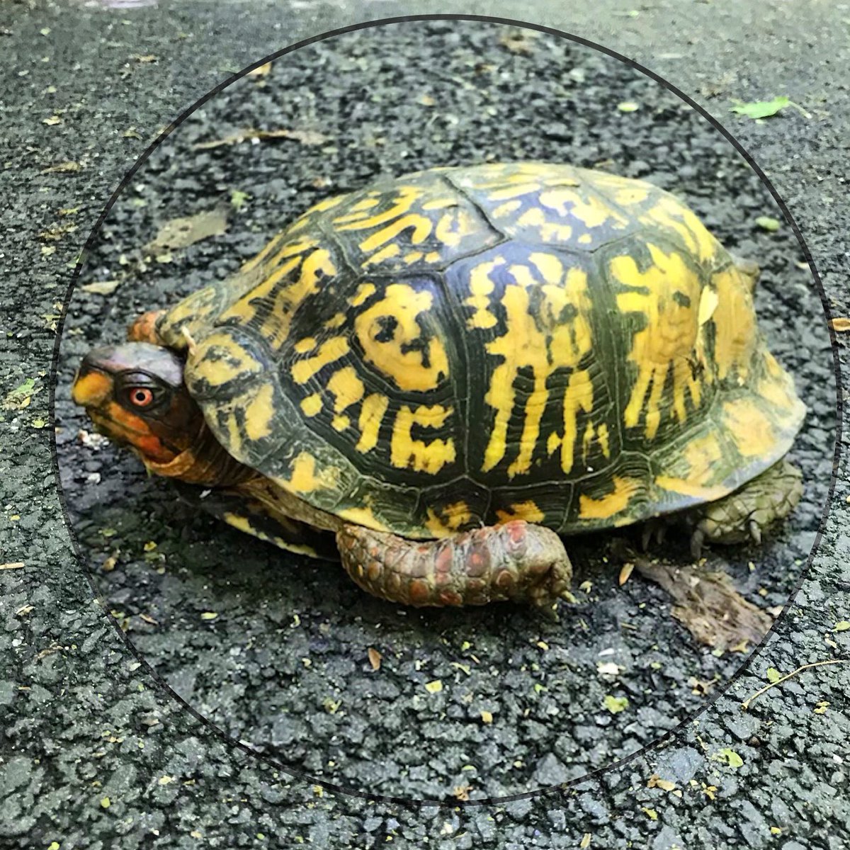 DeniseAshlynd's tweet image. Can we all just take a moment to appreciate this “FASHIONISTA” turtle WORKING that shell?!! I need a dress with this print...STAT! 🐢👗
#turtle #fashionista #turtleshell #onmybikeride #nature #newyork #naturephotography #fashion #styleinspiration #westchester #acting #voiceover