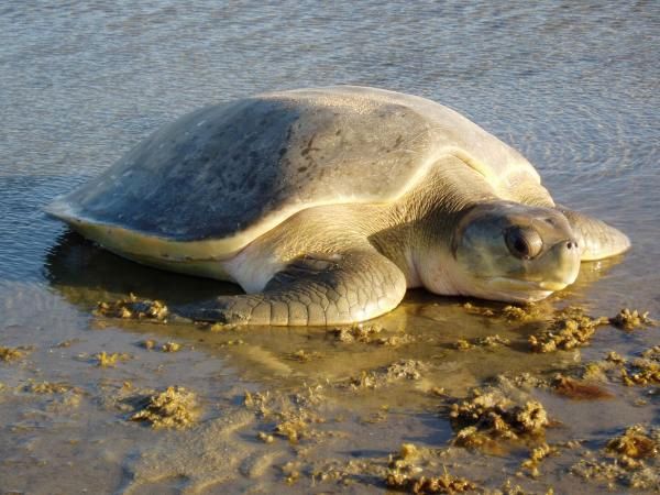 Flatback turtles are found only around Australia and are the only species that their IUCN conservation status is unknown, though they are listed as vulnerable in Australia. Learn more about these mysterious turtles here: bit.ly/37nMnnV #SeaTurtleWeek