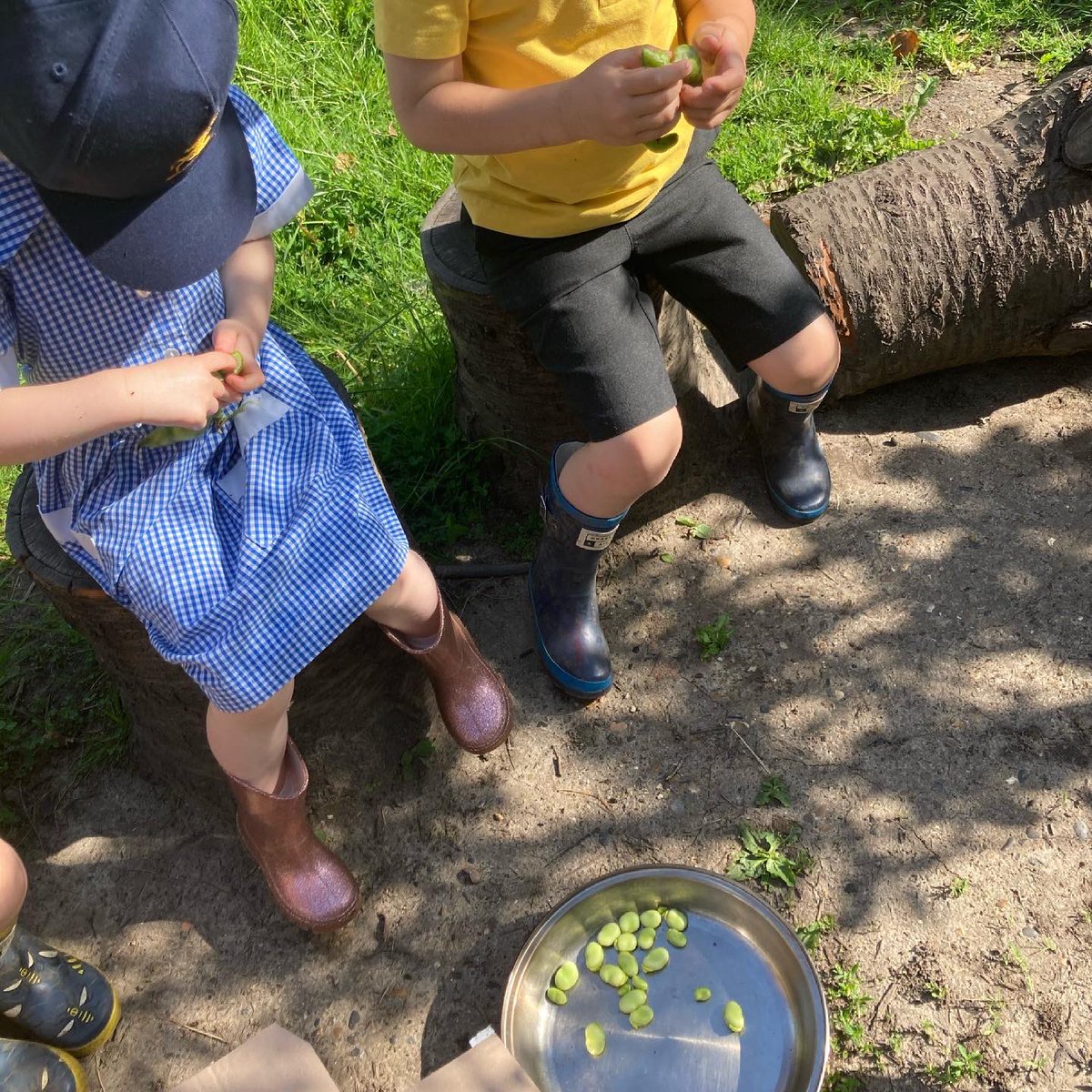foodgrower's tweet photo. So this week in #forestschool #nursery @ColfesSchool picked the #broadbeans they grew from #seed. We the made a delicious spread which we had on carrot slices. #schoolgardening #outdoorcooking #forktofork https://t.co/aLPU44Ifil