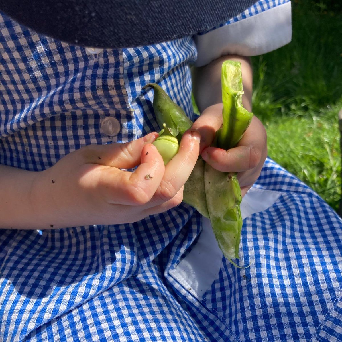 foodgrower's tweet photo. So this week in #forestschool #nursery @ColfesSchool picked the #broadbeans they grew from #seed. We the made a delicious spread which we had on carrot slices. #schoolgardening #outdoorcooking #forktofork https://t.co/aLPU44Ifil