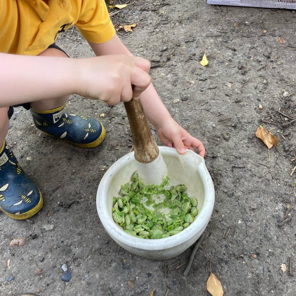 foodgrower's tweet photo. So this week in #forestschool #nursery @ColfesSchool picked the #broadbeans they grew from #seed. We the made a delicious spread which we had on carrot slices. #schoolgardening #outdoorcooking #forktofork https://t.co/aLPU44Ifil