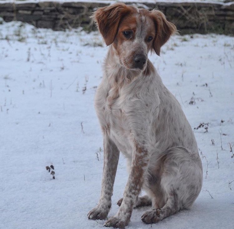 SarahBoland10's tweet photo. Stolen: 1 week since Poitín was taken from us. Please continue to share and search. If you have any info please contact me and if you have Poitín please take him to a vet and they can contact us using his microchip details.  Details: 6yo, male neutered Brittany spaniel. https://t.co/ZPpUDMF90z