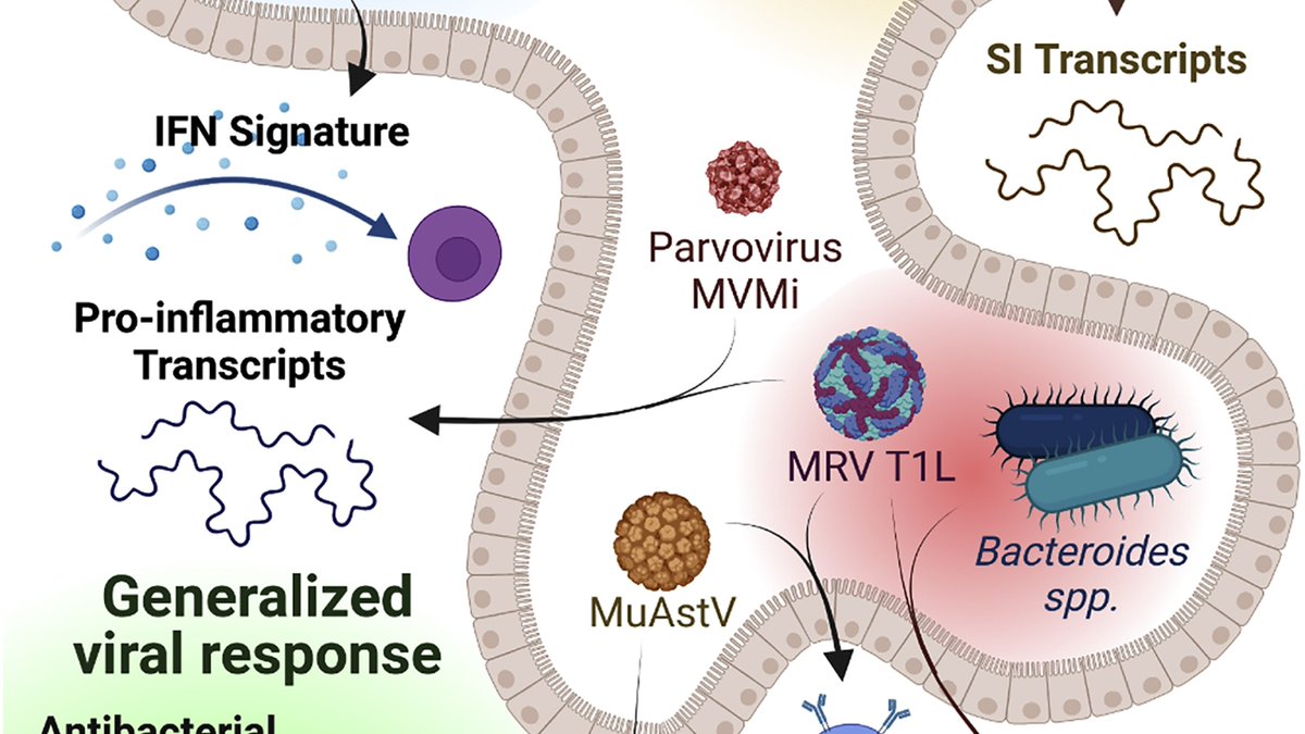 Cell Host & Microbe (@cellhostmicrobe) on Twitter photo Enteric viruses seize their immunomodulatory niche: <a href="/micro_lifter/">Danielle Campbell</a> <a href="/baldridge_lab/">BaldridgeLab</a> discuss work by <a href="/dallarsimo/">Simone Dallari</a> <a href="/CadwellLab/">Cadwell Lab</a> examining immunomodulatory properties of enteric #viruses, revealing general viral #immune responses & unique, virus-specific responses cell.com/cell-host-micr… Enteric viruses seize their immunomodulatory niche: <a href="/micro_lifter/">Danielle Campbell</a> <a href="/baldridge_lab/">BaldridgeLab</a> discuss work by <a href="/dallarsimo/">Simone Dallari</a> <a href="/CadwellLab/">Cadwell Lab</a> examining immunomodulatory properties of enteric #viruses, revealing general viral #immune responses & unique, virus-specific responses cell.com/cell-host-micr…