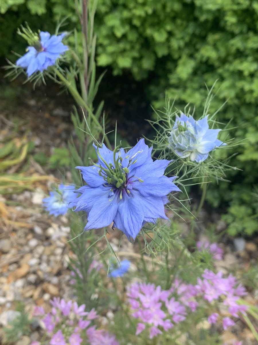 The nigella has started to flower - one of my all time favourite annuals #gardening #annualflowers #selfseeders