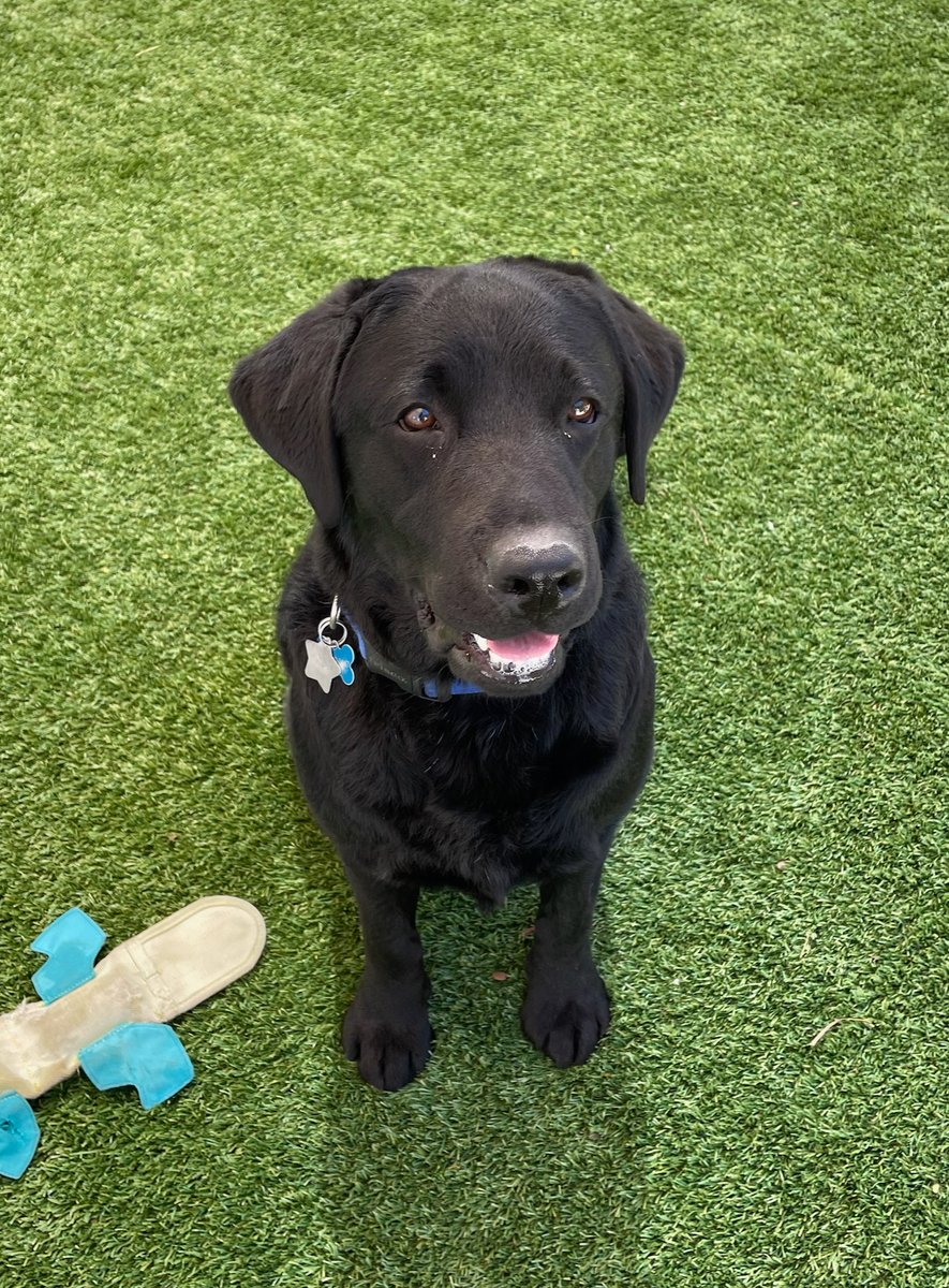 CapitolPolice's tweet photo. We are thrilled to welcome the newest member of our Department!

2-year-old Lila is our first full-time emotional support black lab. Lila's first day is on July 5. https://t.co/e6eX6gH77u