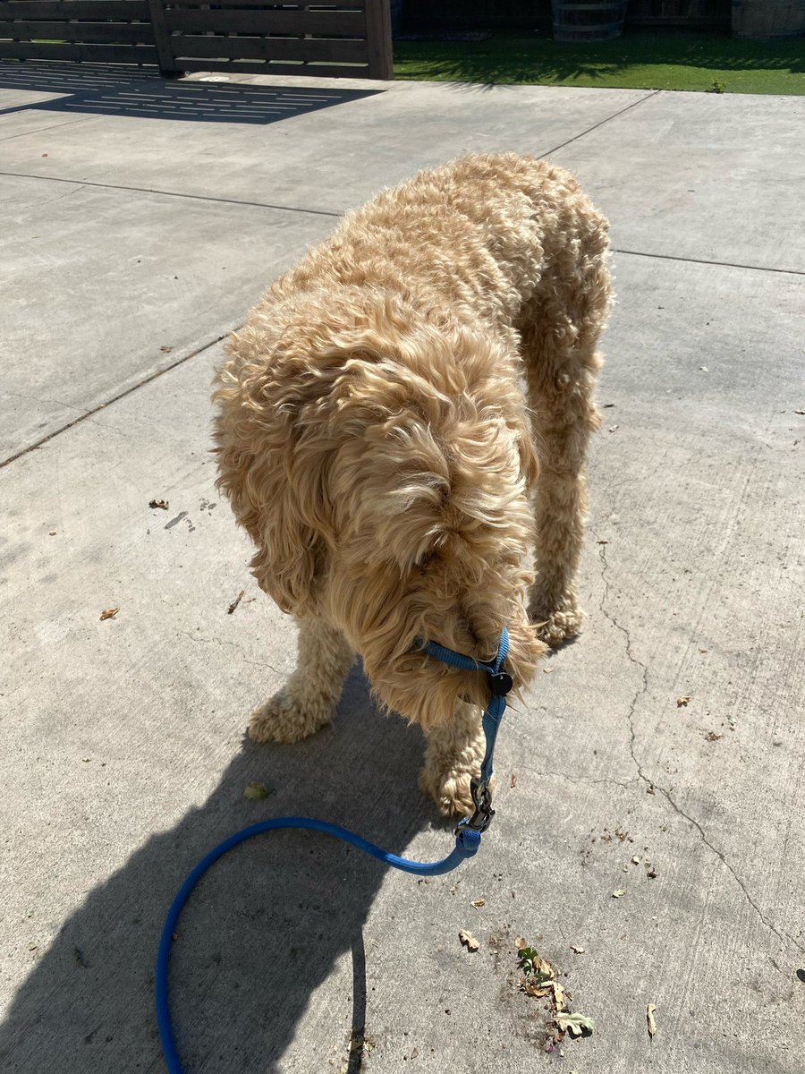 SamBarnes219's tweet photo. The many attempts @taylahfletch has made trying to put Toby’s gentle leader on. I’d say number 3 is correct. https://t.co/nChCd73qSn