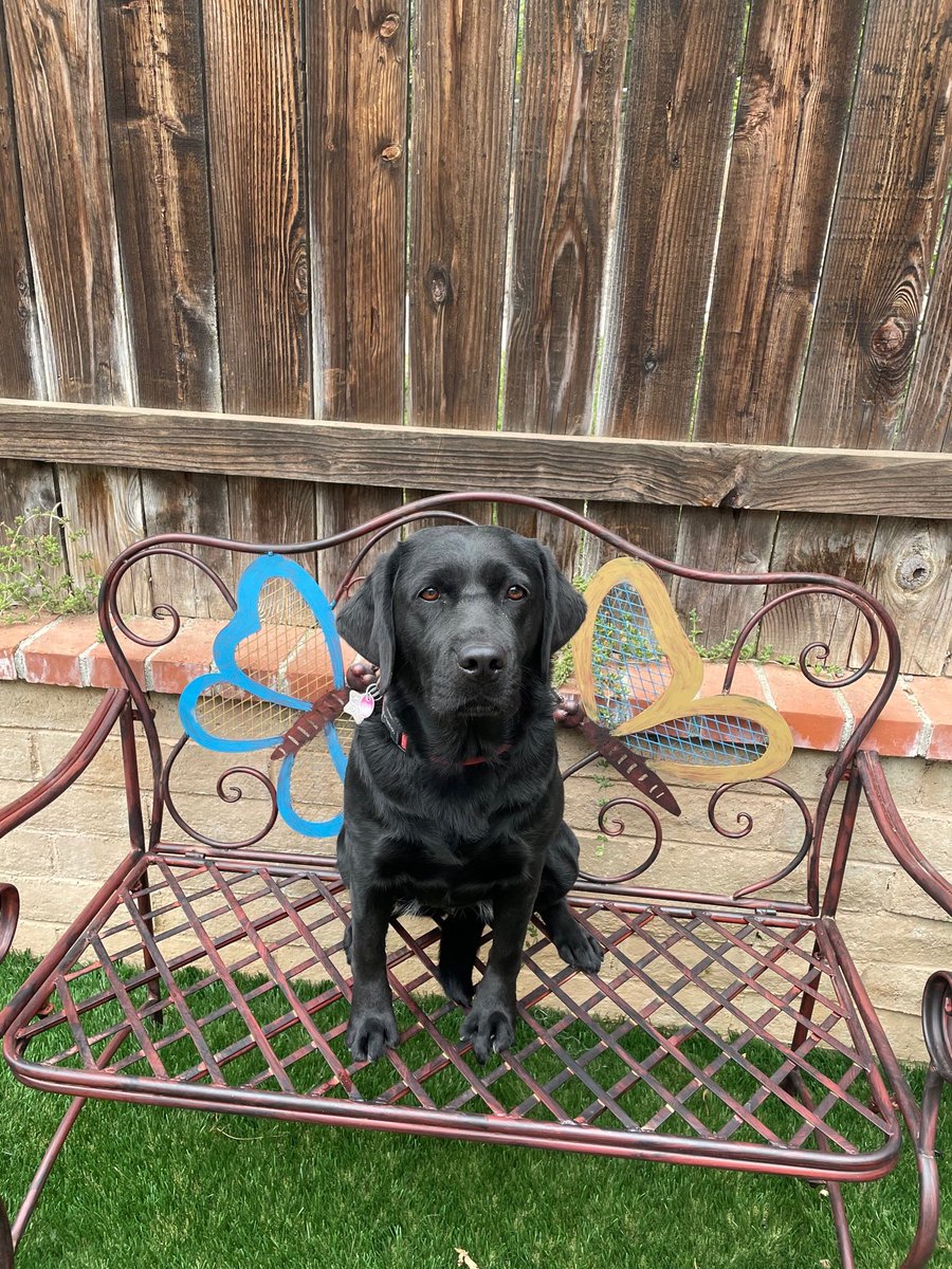 CapitolPolice's tweet photo. We are thrilled to welcome the newest member of our Department!

2-year-old Lila is our first full-time emotional support black lab. Lila's first day is on July 5. https://t.co/e6eX6gH77u