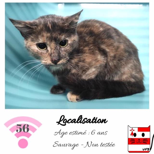 DelavegaPepita's tweet photo. 🚨🚨Il ne reste qu elle ! Il faut la sauver😔
avant vendredi ❤️
Pour adopter :
Un MP sur FB 📩
Un tag asso 🐱
Urgences Fourrières de Bretagne - UFB
contact FB https://t.co/lGpL7ywx5W https://t.co/E96epAEMwB