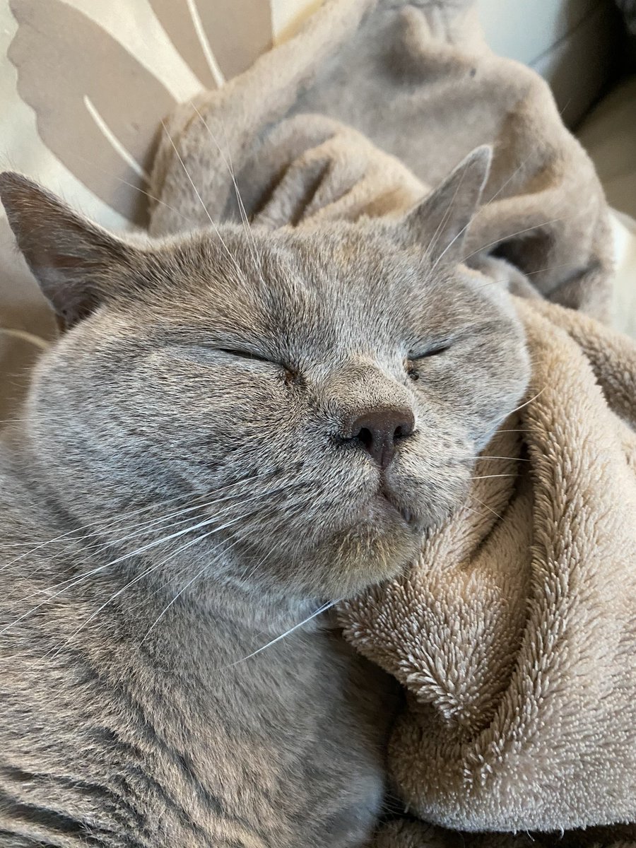 Whiskers Wednesday! #britishshorthair #CatsOfTwitter #WhiskerWednesday