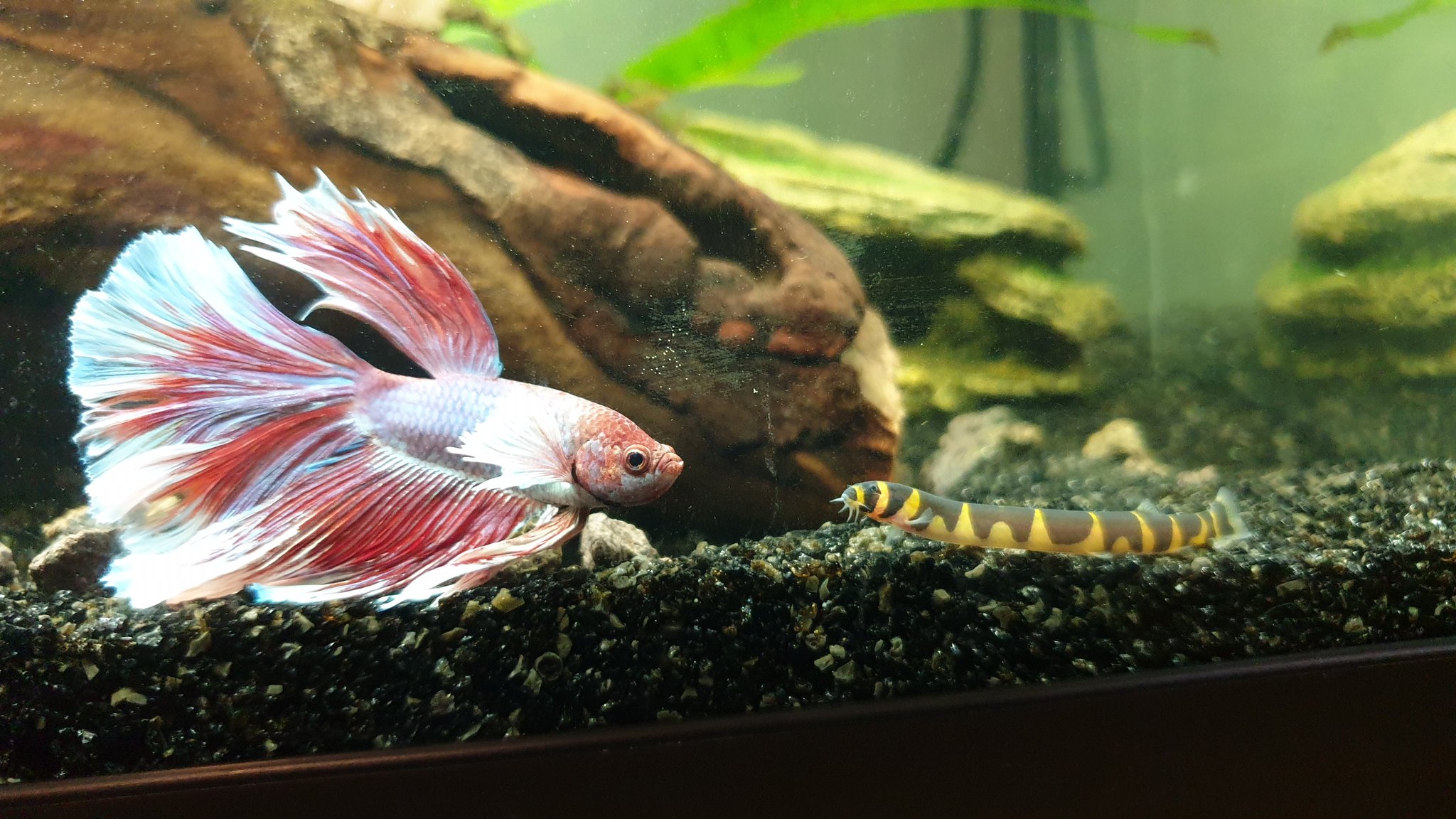 Kuhli loach betta fish sales