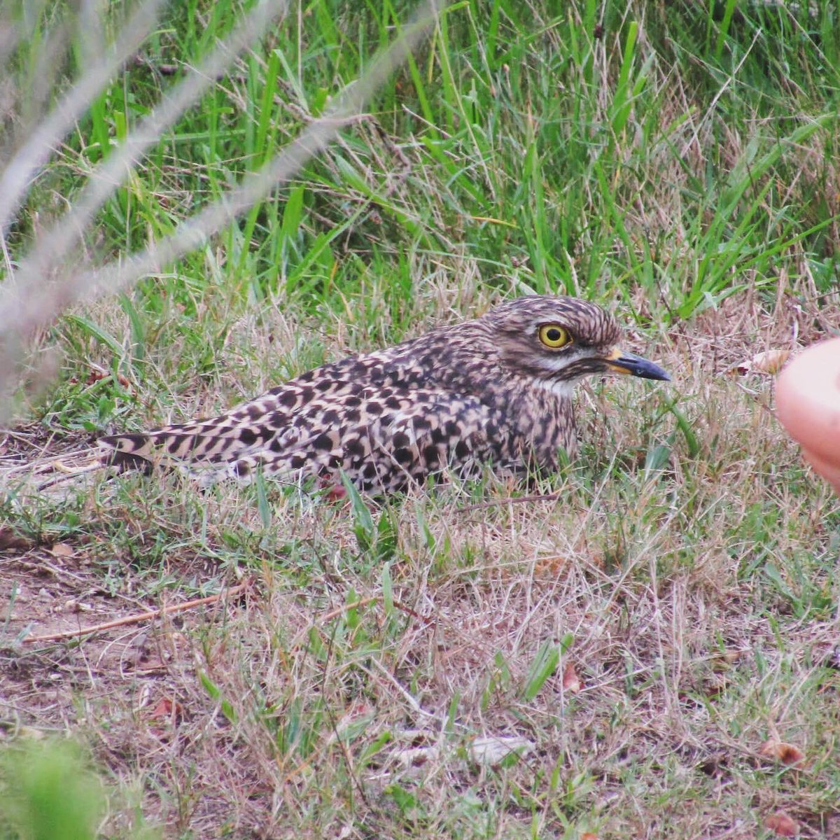 _wingsandwaves_'s tweet photo. #WaderWednesday…Peek-a-boo, I see you! The resident pair of Spotted Thick-knees (Dikkop) hiding in the garden…#thickknee #waders #shorebirds @avibase #birdingfromhome #nevernotbirding #birding #birdtherapy #burhinus #burhinidae #charadriiformes #birdsofsouthafrica https://t.co/rt3lpbvhtS