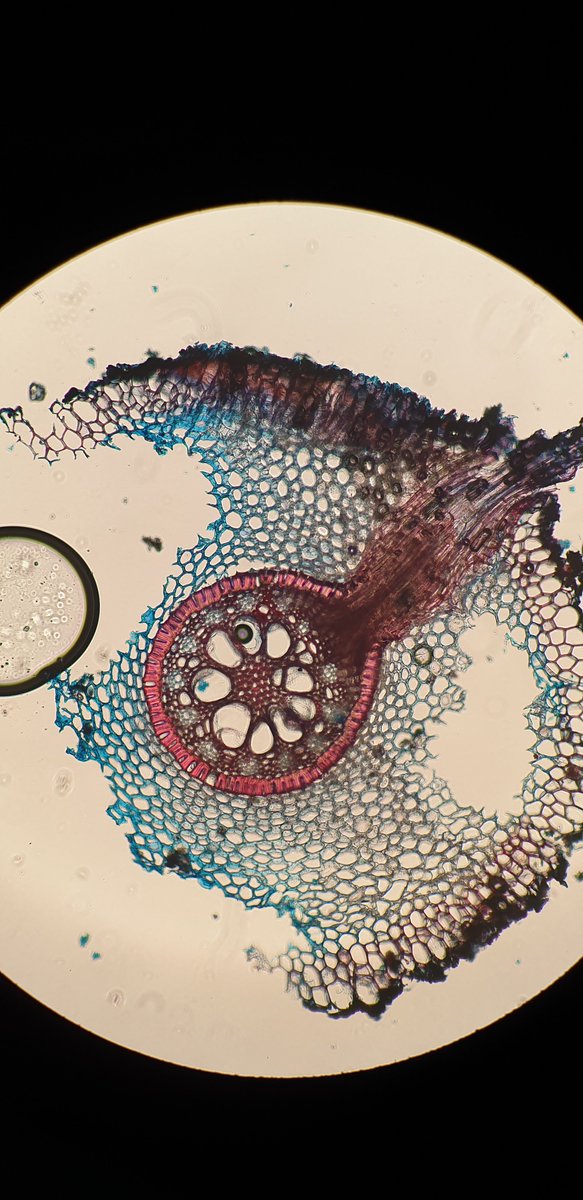 MCBotany's tweet photo. #Botany course with 1st year students. Beautiful cross section by a gifted student (!) of Iris roots showing lateral root emergence and tertiary #endodermis (incl. a nice passage cell). Staining with safranin and astral blue. https://t.co/fPamv8KizB