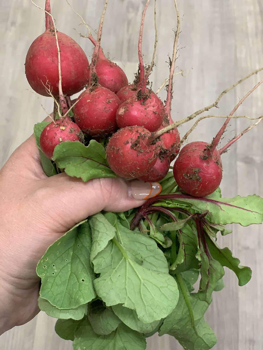 MrsONeil_MCHS's tweet photo. Day three of #SummerSession1 We planted sunflowers, zinnias, and veggies. We got to pick some delicious radishes and beet greens. We also worked with the little herd! #GrowingForward #WarriorPride156 #Summer2021 🧡🖤 https://t.co/RltfZEPAjI