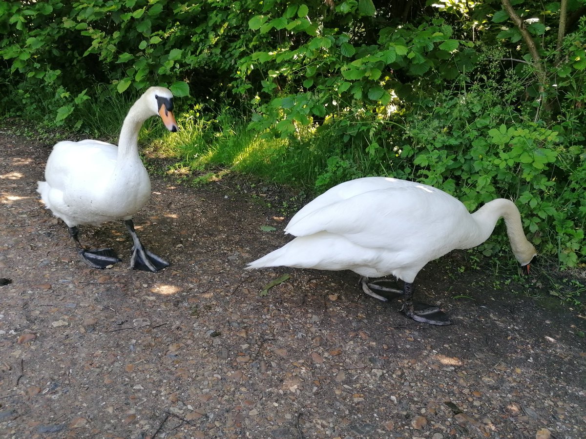 laurencear's tweet photo. Met up with some friends today, they didn't bring me cake. #SwanSwahH #SwanFriends #Swans https://t.co/GzGZtolC89