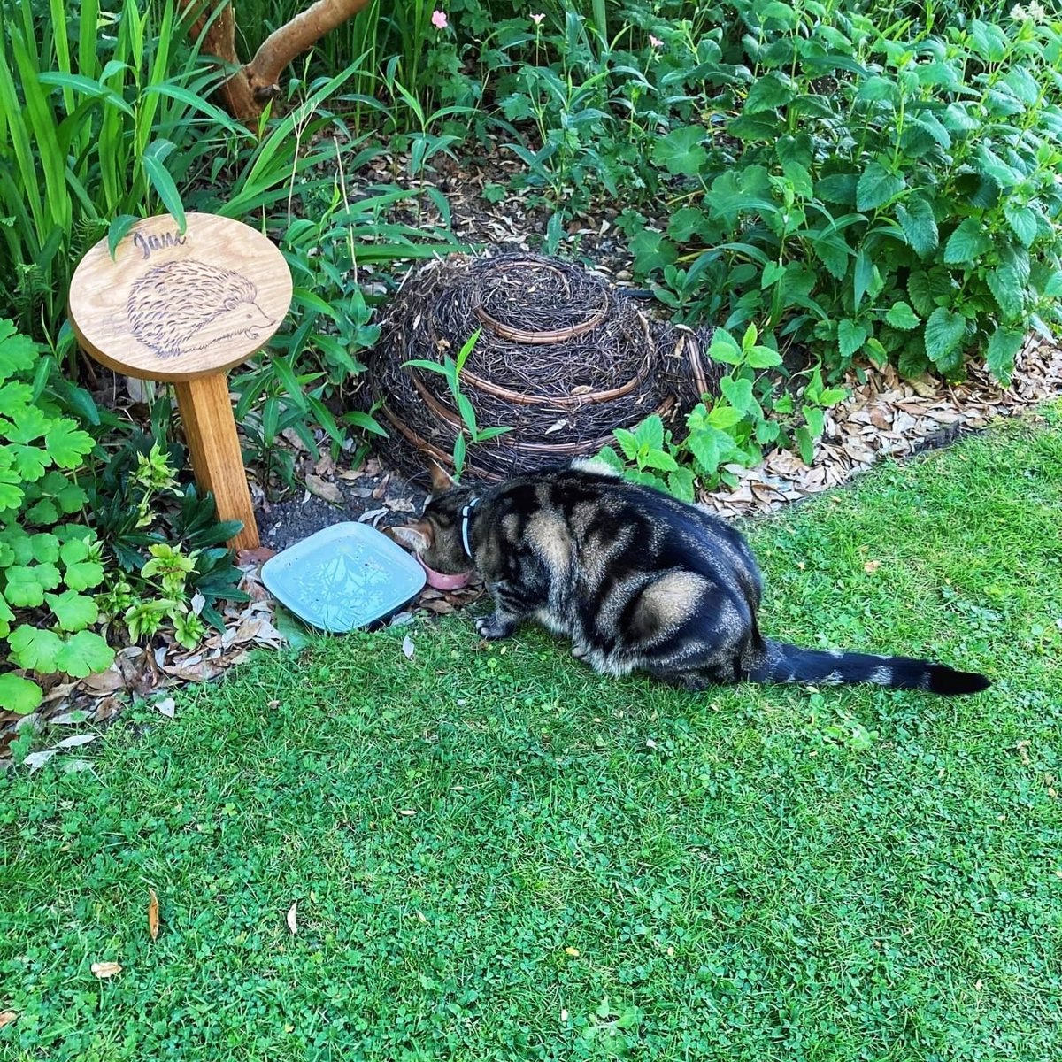 royalcrescent's tweet photo. We saw a funny looking hedgehog at the feeding station today π¦π
It's a good job you're cute Alfie... π±
#doesntevenlivehere #dinesherequiteoftenthough #favouriteguest #hedgehogs #catsoftwitter https://t.co/gzKLtkhEdj