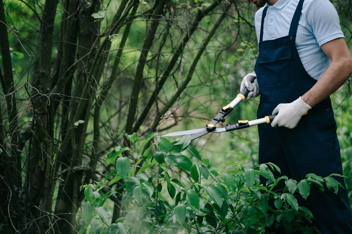 Tips and tricks for #pruning your #trees - dpo.st/3yZ398R