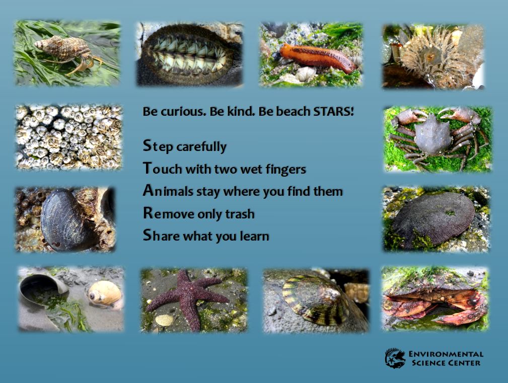 LOW-TIDE ALERT! Discover amazing beach animals and keep them safe with these tips. #WorldOceanMonth

Wed 09 11:24 AM PDT −1.2 ft
Thu 10 11:56 AM PDT −1.5 ft
Fri 11 12:29 PM PDT −1.8 ft
Sat 12 1:05 PM PDT −1.8 ft
Sun 13 1:43 PM PDT −1.7 ft
Mon 14 2:22 PM PDT −1.3 ft