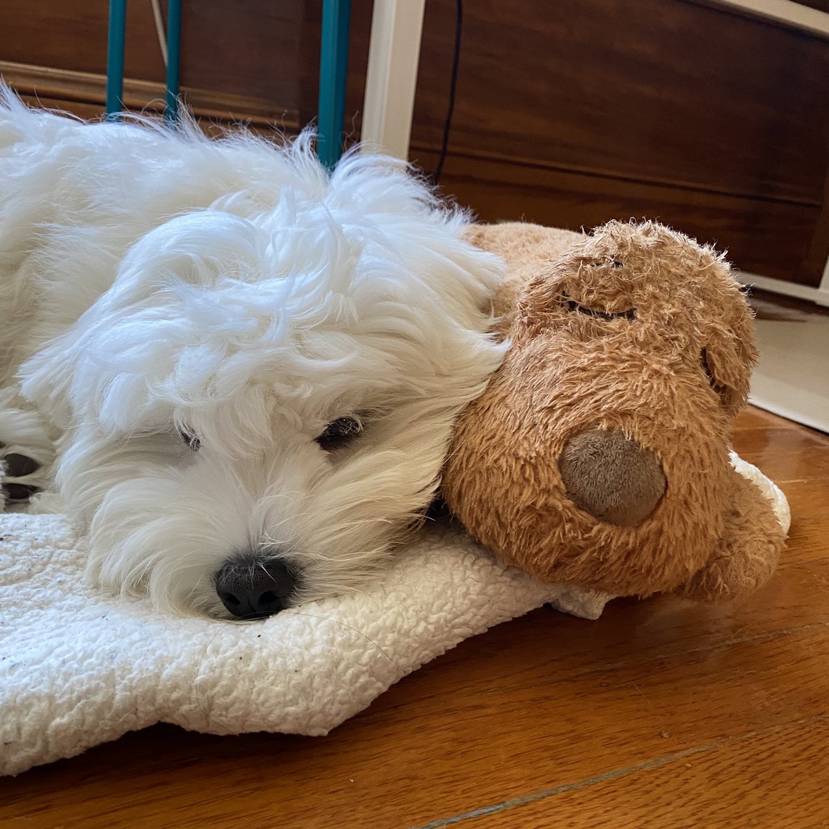 codythecoton's tweet photo. naps with my well-loved cuddle buddy @smartpetlove https://t.co/7cY6iospUB