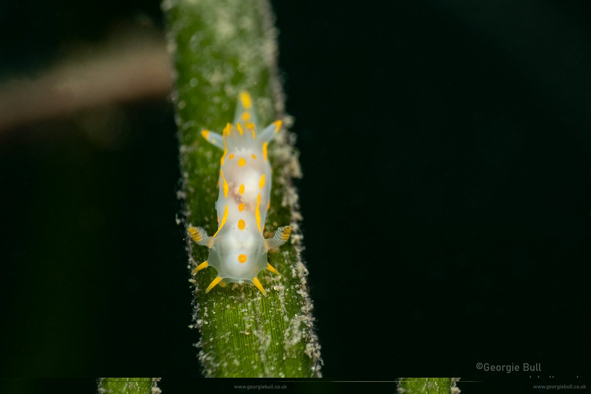 A little Polycera quadralineata nudibranch making a brave journey across a blade of seagrass 🌾

#nudibranch #ukdiving
