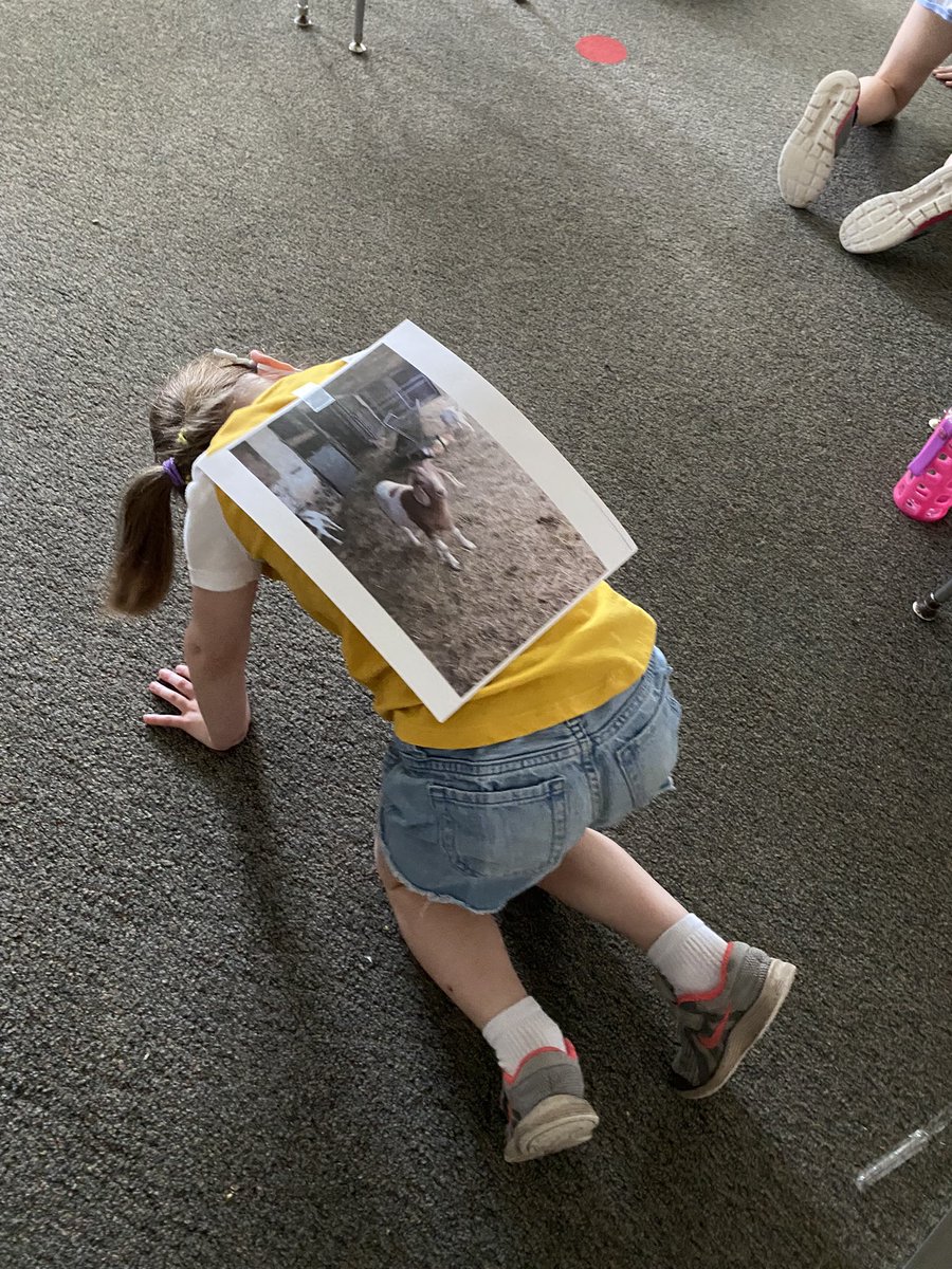 MdevlinCBSD's tweet image. Today is letter Y in our ABC countdown to summer. We did some GOAT YOGA, to the best of our ability!