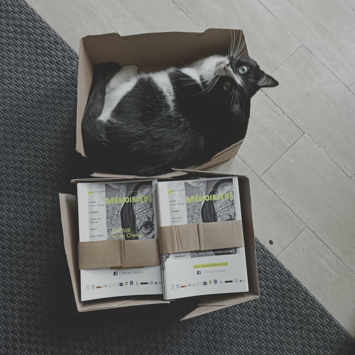 lArtenChemin's tweet photo. Dès que le chat sort du carton on distribue les flyers de l' Art en chemin ! https://t.co/dRVFzbGlqG