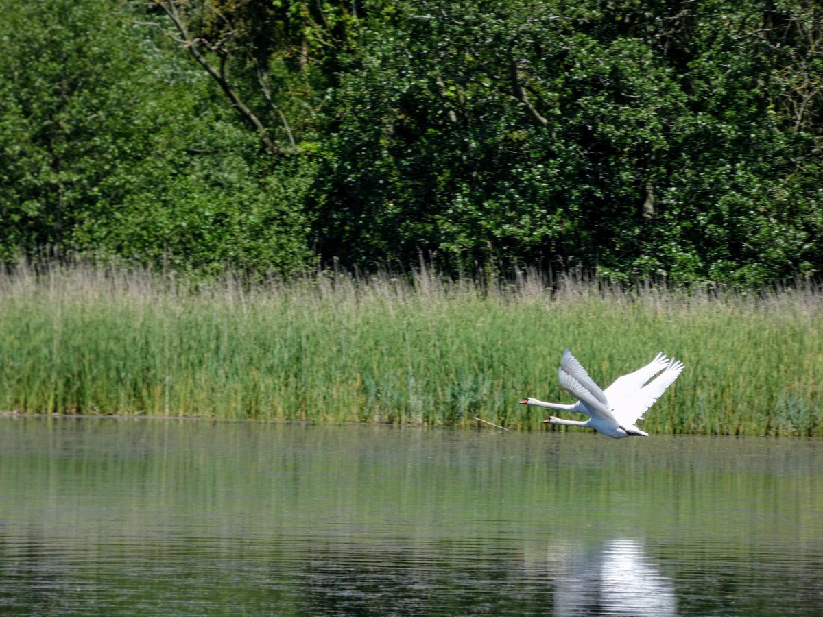 Mute swans at Filby today <a href="/Natures_Voice/">RSPB</a> <a href="/NorfolkWT/">Norfolk Wildlife Trust</a> <a href="/BirdWatchingMag/">Bird Watching</a> @wildlife_uk <a href="/LumixUK/">Lumix UK</a>