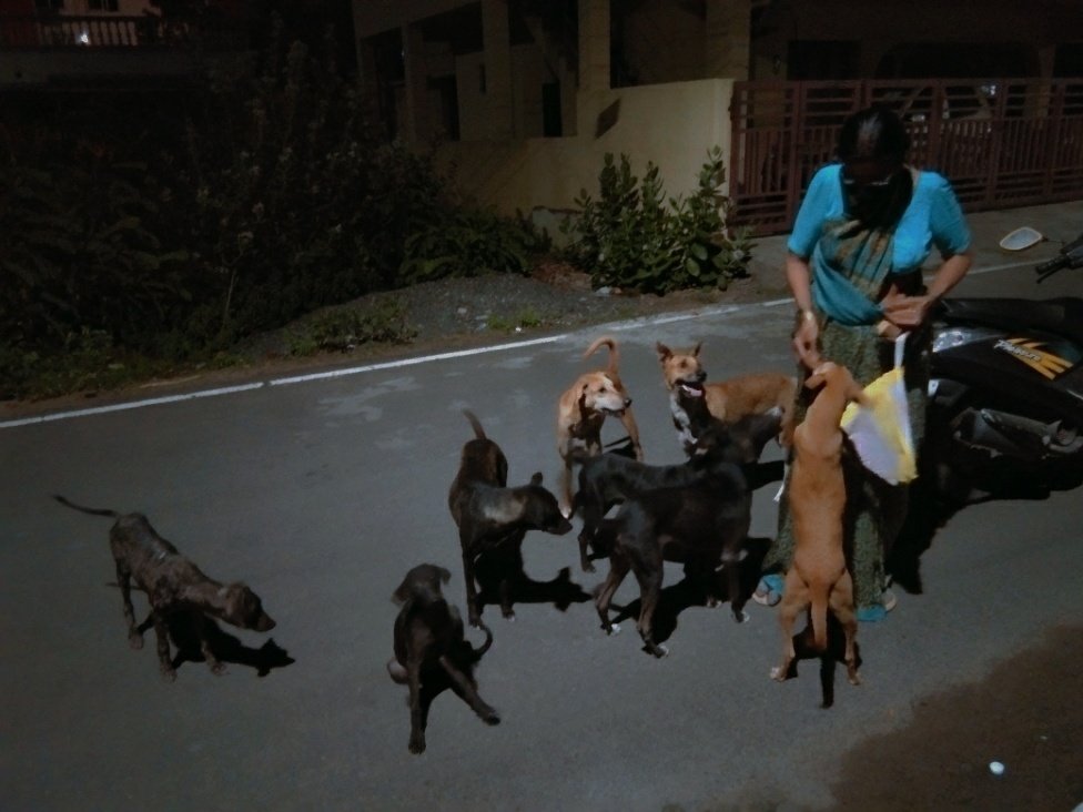bhakisundar's tweet photo. Mum has been feeding dogs for over a decade. This is her routine every night. Please do your bit to make sure that the strays do not starve during the lockdown. Kindness costs nothing, but it can make all the difference. https://t.co/kM0QATMQCa