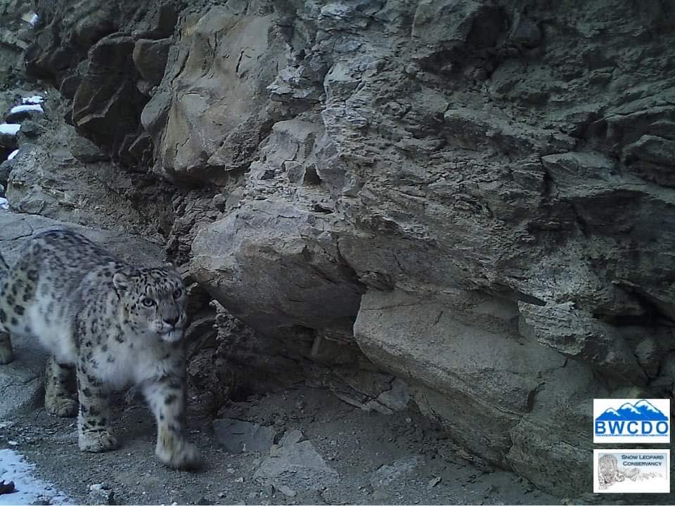 Snow Leopard Consrvy Snowleopardcons Twitter Snow Leopard Consrvy Snowleopardcons Twitter