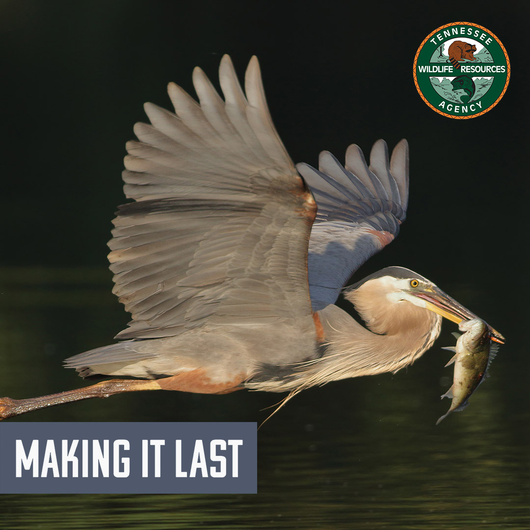 tnwildlife's tweet photo. #MakingItLast
This heron is fishing for free, and this month you can too! Take advantage of free fishing day & invite someone out with you who has never fished before. Itโs a great way we can work together to cultivate a never-ending tradition of hunting and fishing. #tnwildlife https://t.co/r6wA0NyNop