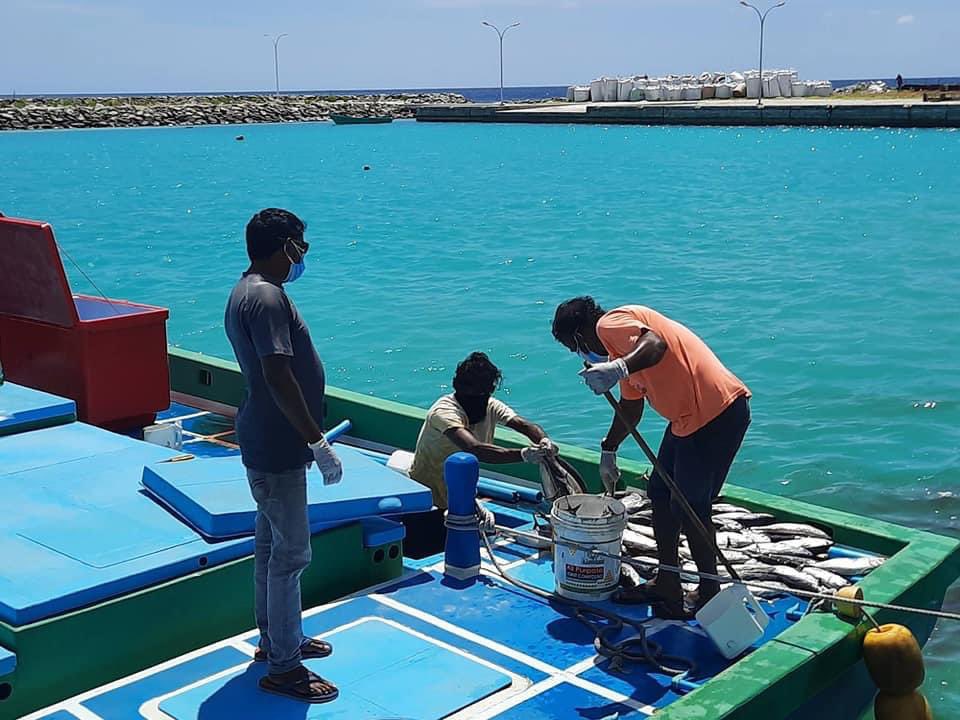 keyodhoomv's tweet photo. ރަށައް ދިމާވެފައިވާ ކޮވިޑްގެ މިހާލަތުގައި ކެޔޮދޫ ރީފް ދ��ނިވަނީ ކަނޑުމަސް ބޭނުންވާ ގޭގެއަށް މަސް ހަދިޔާ ކޮށްދީފަ. ކެޔޮދޫ އަކީ ނަމޫނާ ރައްޔިތުން ތަކެއް ދިރިއުޅެމުންދާ ރަށެއް ماشاءالله. ޝުކުރިއްޔާ ރީފް ދޯނި. މާތް الله ތިކުރައްވާ މަސައްކަތުގައި ބަރަކާތްލައްވާށި.  އާމީން #keyodhoo https://t.co/CKhCIQj5RR