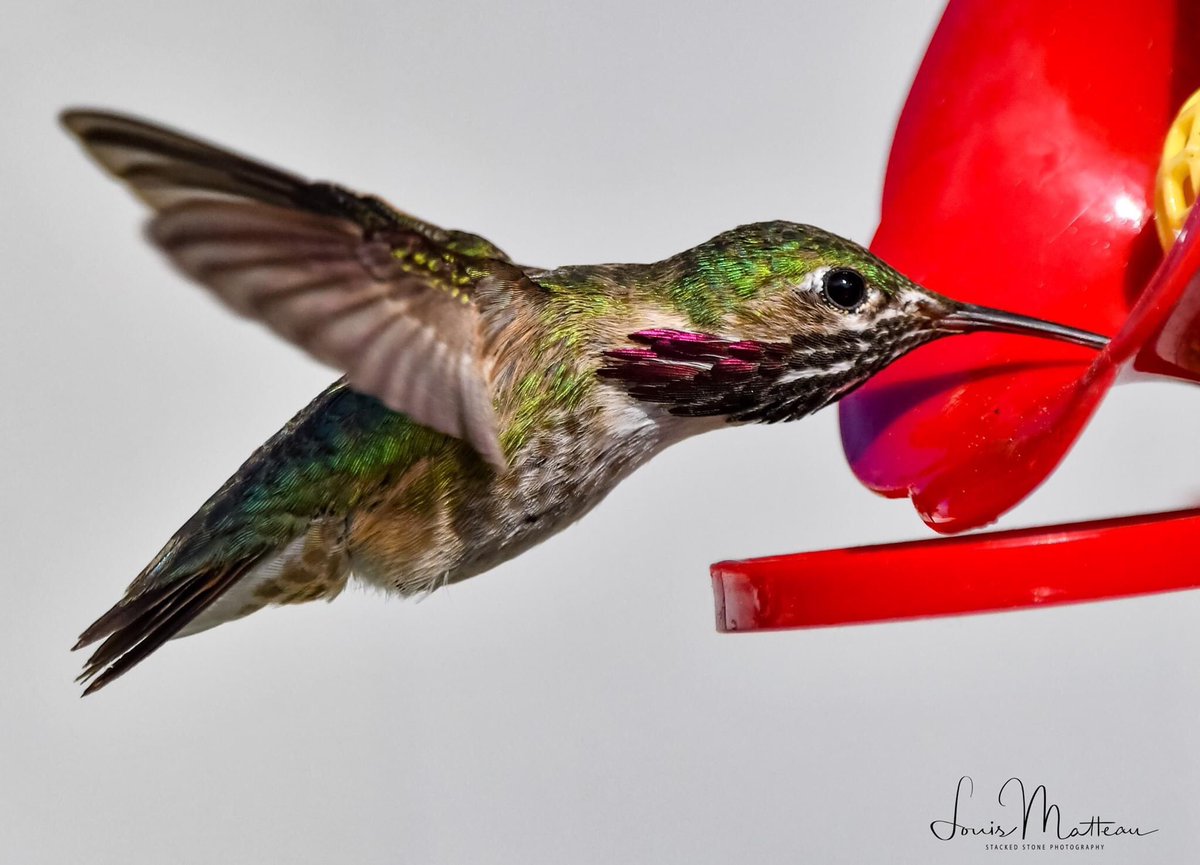 Lmatteau66's tweet photo. Been chasing hummingbirds. They are so fun to just watch. And a bit challenging to photograph. Worth it though.   #birdsofinstagram #birdsofmontana #hummingbirdsofinstagram #hummingbird #summerinmontana #birdsofsummer #nikon #armyveteran #birdphotography #ClarkForkRiver https://t.co/AtO68ihljG