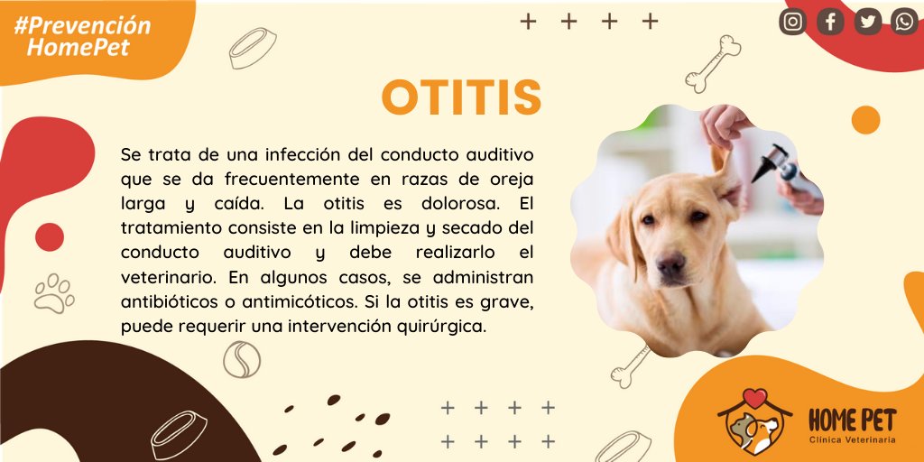 HomePetLima's tweet photo. La Otitis en una enfermedad que se desarrolla en el conducto auditivo en nuestras mascotas. Aquí te contamos más de que trata esta enfermedad.
#HomePet #PrevenciónHomePet
J.C.R.R https://t.co/9q2HmMaA56