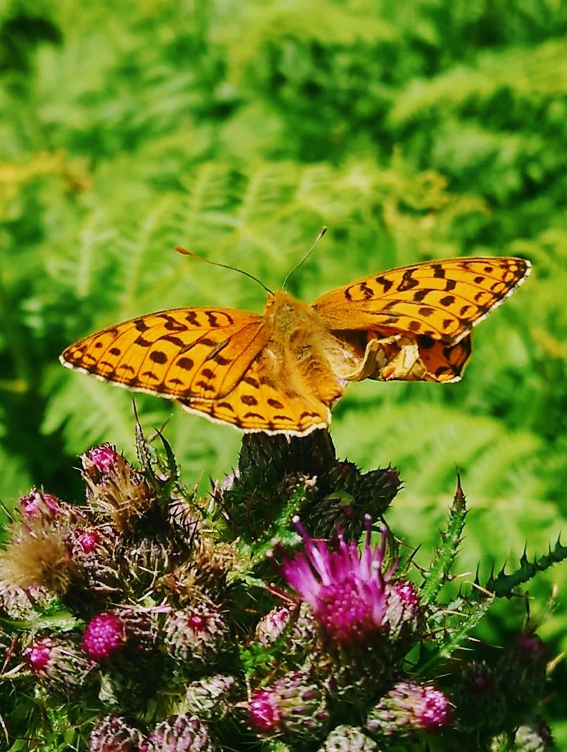 NorthDevonNT tweet media