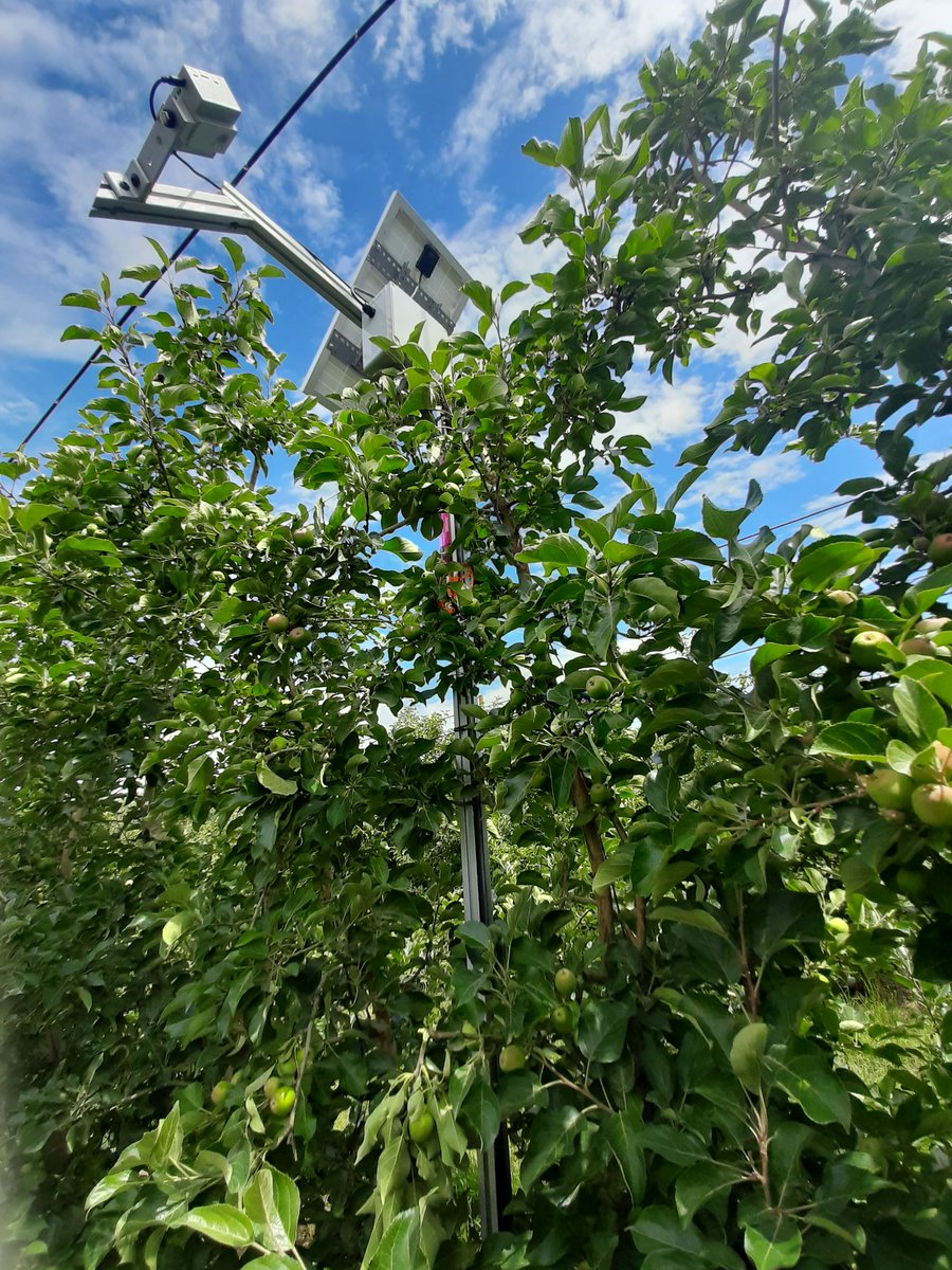 #IoT enabled CPS3.0 device deployed in #smartorchard to evaluate season long heat stress and 🍎🍏 fruit quality attributes, an effort by #precisionAG group <a href="/WazzuCpaas/">WSU CPAAS</a>  @KhotLav <a href="/b_sallato/">Bernardita Sallato</a> <a href="/basav_ws/">Basavaraj Amogi</a> as a part of <a href="/USDA_NIFA/">NIFA</a> and <a href="/WSUTreeFruitExt/">WSU Tree Fruit Extension Team</a> funded project #DigitalAG