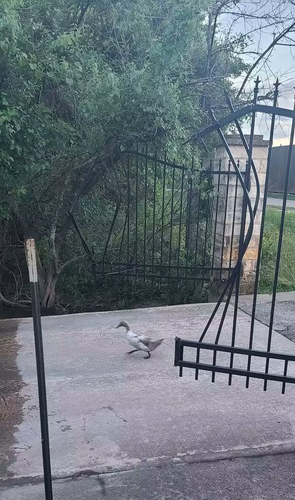 AurasBirds's tweet photo. oh heck he escaped https://t.co/rdPb93IyLA