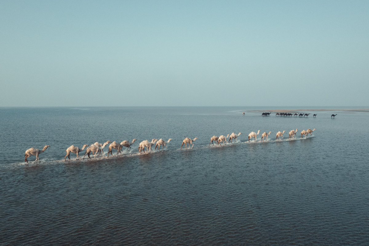 سفينة البر والبحر..
ناقلة الحياة..عطايا الله ..
الذي ربطها بالسماء وبالأرض والجبال..
الصورة لإبل في ساحل القنع في #القنفذة